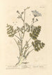 Saxifrage brûlée - Elizabeth Blackwell — Ansicht des Kunstwerks