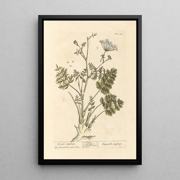 Saxifrage brûlée - Elizabeth Blackwell — gerahmtes Bild an der Wand