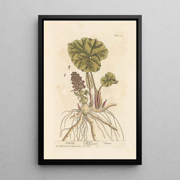 Pétasite - Elizabeth Blackwell — gerahmtes Bild an der Wand