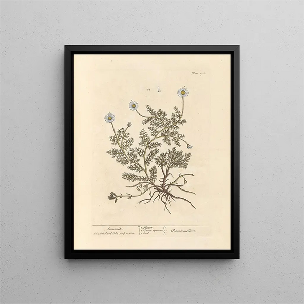Kamille - Elizabeth Blackwell — gerahmtes Bild an der Wand