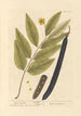 Cassia fistula - Elizabeth Blackwell — Ansicht des Kunstwerks