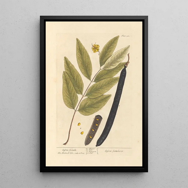 Cassia fistula - Elizabeth Blackwell — gerahmtes Bild an der Wand