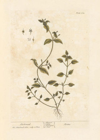 Elizabeth Blackwell - Chickweed.webp