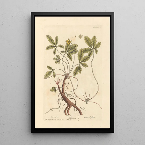 Potentille - Elizabeth Blackwell — gerahmtes Bild an der Wand