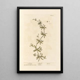 Elizabeth Blackwell - Clivers Goose grass.webp
