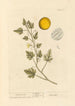 Coloquinte - Elizabeth Blackwell — Ansicht des Kunstwerks