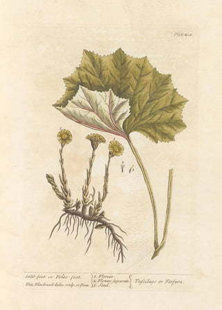Elizabeth Blackwell - Coltsfoot or folesfoot.webp