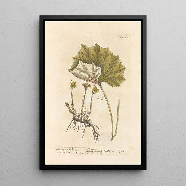 Tussilage ou pas-d'âne - Elizabeth Blackwell — gerahmtes Bild an der Wand