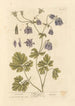 Ancolie - Elizabeth Blackwell — Ansicht des Kunstwerks