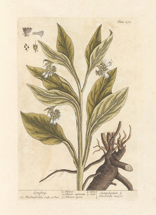 Elizabeth Blackwell - Comfrey.webp