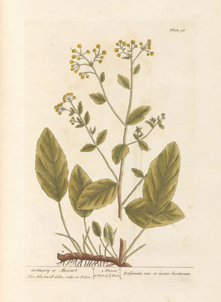 Elizabeth Blackwell - Costmary or alecoast.webp