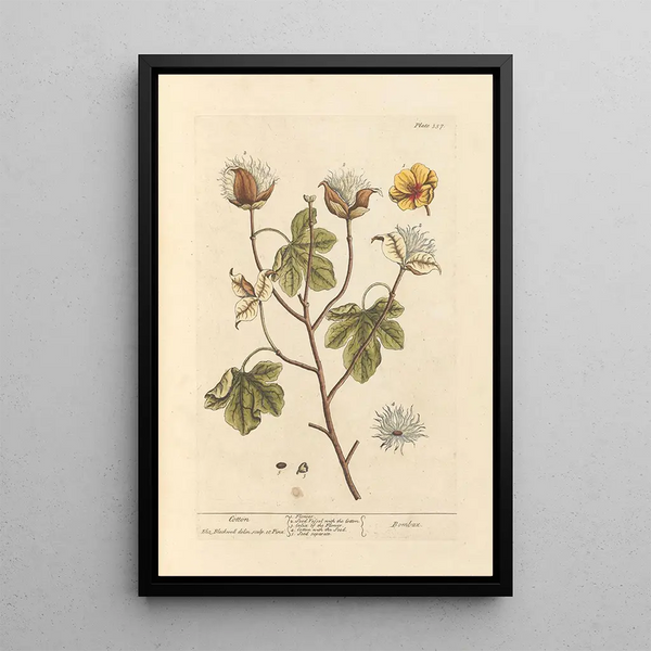 Baumwolle - Elizabeth Blackwell — gerahmtes Bild an der Wand