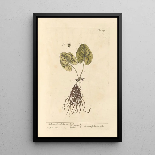 Asaret mit Cyclamenblättern - Elizabeth Blackwell — gerahmtes Bild an der Wand