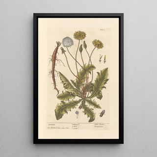 Elizabeth Blackwell - Dandelion.webp