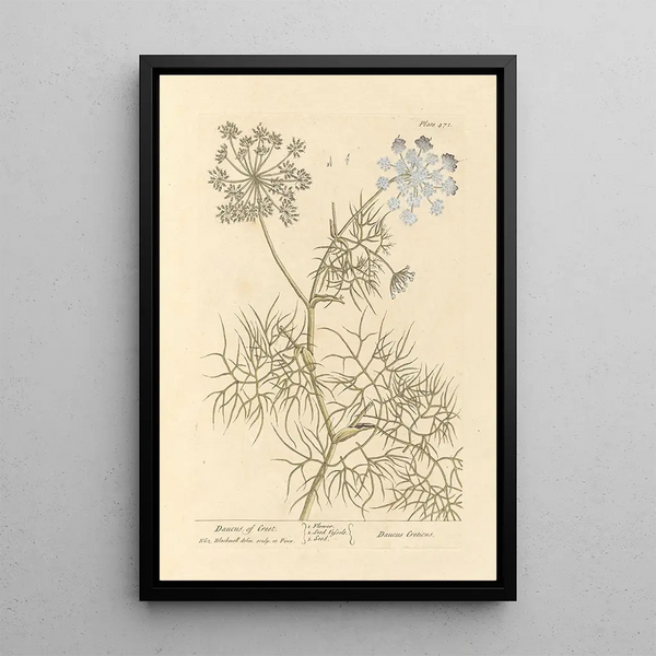 Karotte aus Kreta - Elizabeth Blackwell — gerahmtes Bild an der Wand