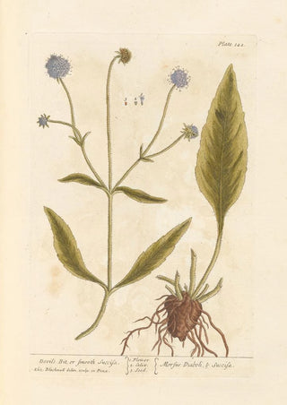 Elizabeth Blackwell - Devils bit or smooth succisa.webp