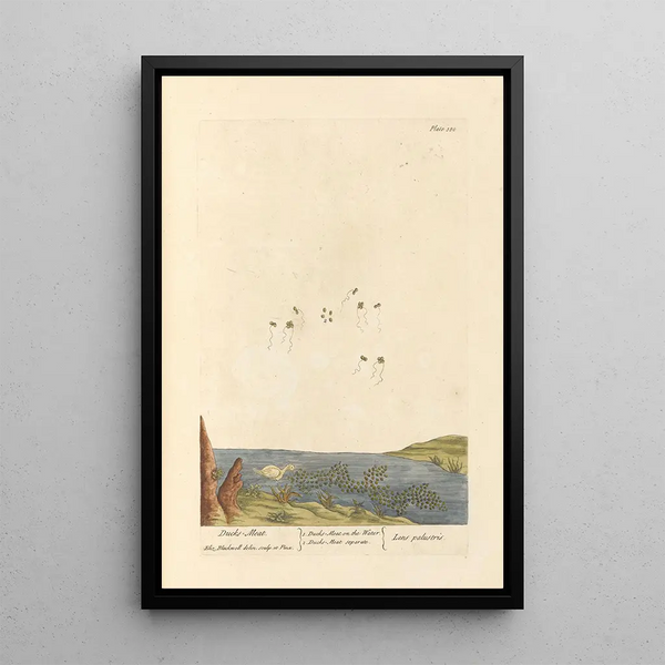 Lentille d'Eau - Elizabeth Blackwell — gerahmtes Bild an der Wand