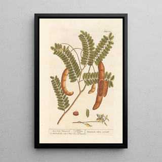 Elizabeth Blackwell - East India tamarind.webp