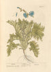 Endivie - Elizabeth Blackwell — Ansicht des Kunstwerks