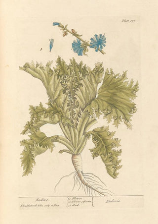 Elizabeth Blackwell - Endive.webp