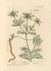 Panicaut - Elizabeth Blackwell — Ansicht des Kunstwerks