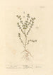 Euphraise - Elizabeth Blackwell — Ansicht des Kunstwerks