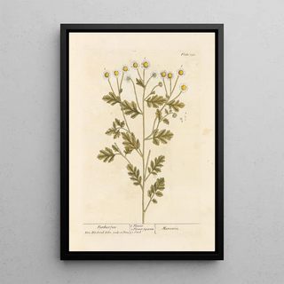 Elizabeth Blackwell - Featherfen.webp
