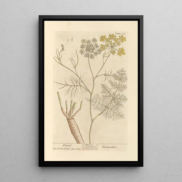 Fenouil - Elizabeth Blackwell — gerahmtes Bild an der Wand