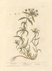 Psyllium - Elizabeth Blackwell — Ansicht des Kunstwerks