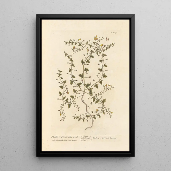 Véronique femelle - Elizabeth Blackwell — gerahmtes Bild an der Wand