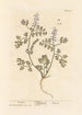Fumeterre - Elizabeth Blackwell — Ansicht des Kunstwerks