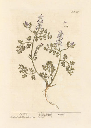 Elizabeth Blackwell - Fumitory.webp