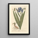 Iris de jardin - Elizabeth Blackwell — gerahmtes Bild an der Wand