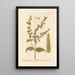 Euphorbe de jardin - Elizabeth Blackwell — gerahmtes Bild an der Wand