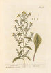 Verge d'or - Elizabeth Blackwell — Ansicht des Kunstwerks
