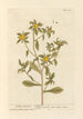 Aster doré - Elizabeth Blackwell — Ansicht des Kunstwerks