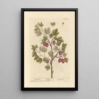 Elizabeth Blackwell - Gooseberry.webp