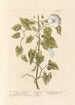 Liseron des haies - Elizabeth Blackwell — Ansicht des Kunstwerks