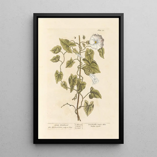 Elizabeth Blackwell - Great bindweed.webp