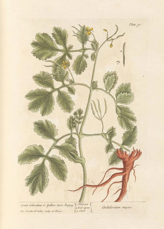 Elizabeth Blackwell - Great celandine or yellowhorn poppy.webp