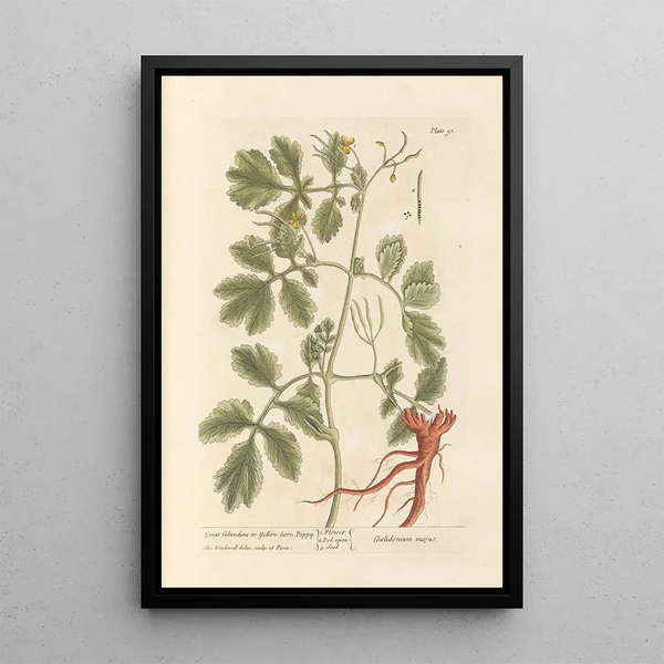 Großes Gelber Scheinmohn oder Hornmohn - Elizabeth Blackwell — gerahmtes Bild an der Wand