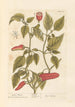 Pfeffer aus Guinea - Elizabeth Blackwell — Ansicht des Kunstwerks