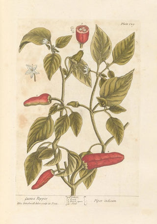 Elizabeth Blackwell - Guinea pepper.webp