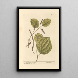 Elizabeth Blackwell - Hans Sloans long pepper long pepper of the shops.webp