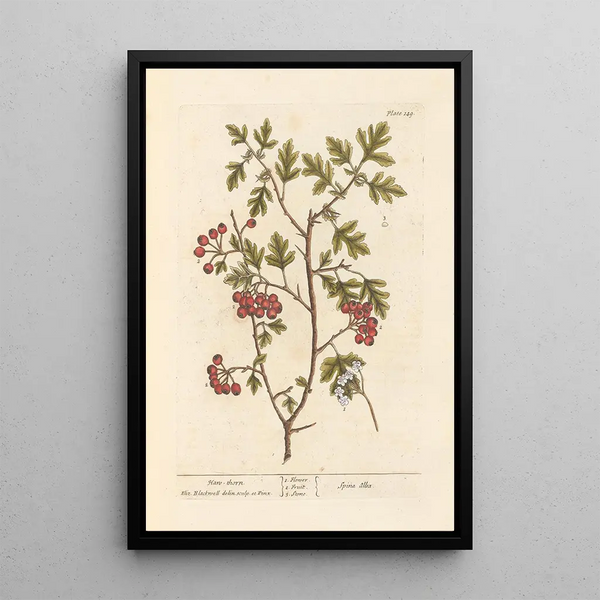Schlehdorn - Elizabeth Blackwell — gerahmtes Bild an der Wand