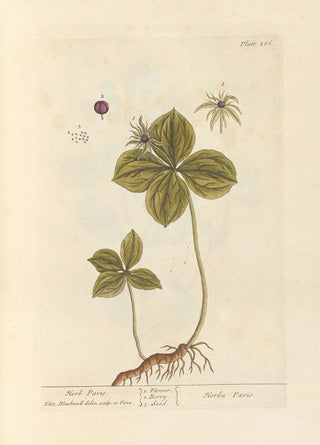 Elizabeth Blackwell - Herb Paris.webp