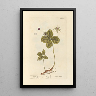 Elizabeth Blackwell - Herb Paris.webp