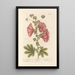 Rosen-Eibisch - Elizabeth Blackwell — gerahmtes Bild an der Wand
