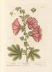 Rosen-Eibisch - Elizabeth Blackwell — Ansicht des Kunstwerks