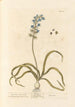 Jacinthe ou clochette - Elizabeth Blackwell — Ansicht des Kunstwerks